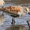 Dunlin